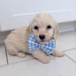 Copper cream silky wire - Cream male Dachshund puppy in Richmond, Virginia from Irresistible Dachshunds & Cavaliers