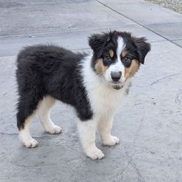 Sissy - Black tri-color female Australian Shepherd puppy in Colfax, California from Gypsy's Charm Australian Shepherds