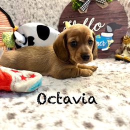 Octavia - Dachshund puppy from The Dachshund Barn