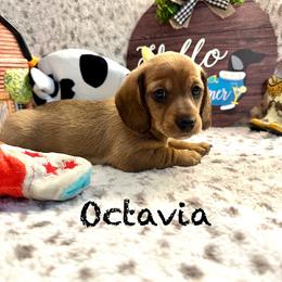 Octavia - Dachshund puppy from The Dachshund Barn