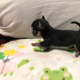 Chihuahua Puppies from Chilove Chihuahuas