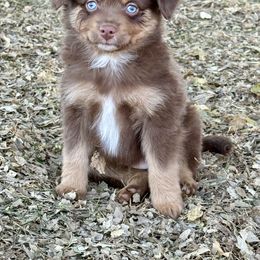Miniature Australian Shepherd and Toy Australian Shepherd Puppies from Kickapoo Creek Toy & Mini Aussies
