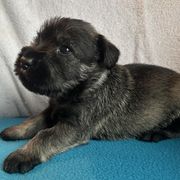 Boy 3 - male Standard Schnauzer puppy in Medina, Ohio from Nordic Sky- Standard Schnauzers