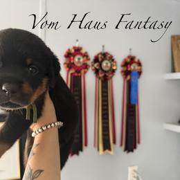 Girl 2 - Black and mahogany female Rottweiler puppy in Cleveland, Texas from Vom Haus Fantasy Rottweiler Kennel