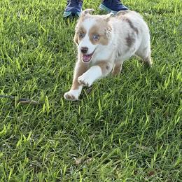 Robbie - Red merle male Miniature Australian Shepherd puppy in Hartselle, Alabama from Rounvale