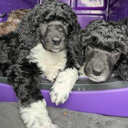Poodle Puppies from Apricity Poodles