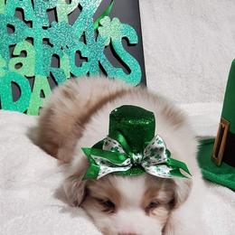 Australian Shepherd Puppies from Lace Creek Ranch