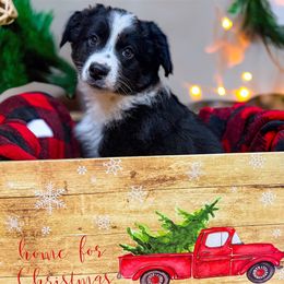 Boy 2 - Black & white male Miniature Australian Shepherd puppy in Iola, Texas from MK Aussies