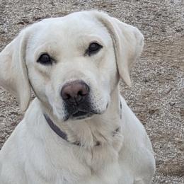 Labrador Retrievers from Lone Oak Pups