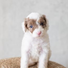 Orchid - Red merle Aussiedoodle puppy in Bradenton, Florida from Doodle Acres