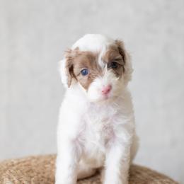 Orchid - Red merle Aussiedoodle puppy in Bradenton, Florida from Doodle Acres