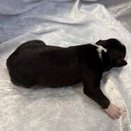 Ace - Black tri-color male Australian Shepherd puppy in Mount Vernon, Texas from RJ's Aussie Posse