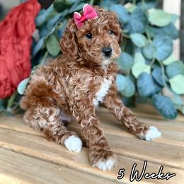 Candy - Red  female Goldendoodle puppy in Runaway Bay, Texas from Green Ranch Doodles