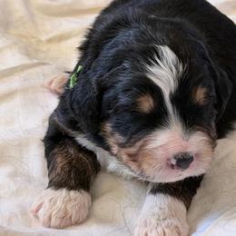 Blaze - Tri-color male Bernedoodle puppy in Phelan, California from PuppyPaws4U