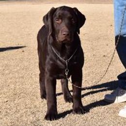 Basenjis and Labrador Retrievers from Sundancer Labs