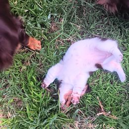 Dachshund Puppies from Lauren's Dachshunds