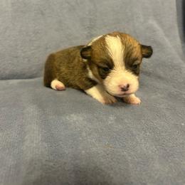 Splash - Red female Pembroke Welsh Corgi puppy in Maupin, Oregon from Bailey Nannini