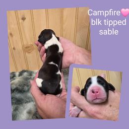 Campfire - Black white and tan female English Springer Spaniel puppy in Freeland, Michigan from McNally's Springer Spaniels