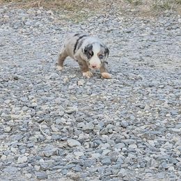 Rustler - Blue merle male Miniature American Shepherd puppy in Leonard, Texas from Tin Roof Aussies