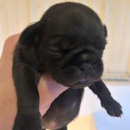 Black girl - Black female Pug puppy in Norborne, Missouri from Pug Palace