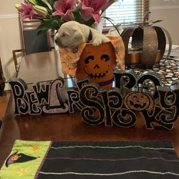 Golden Retriever Puppies from Tupelo Honey Farm's Golden Retrievers