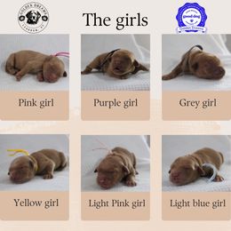 Girl 3 - Golden female Golden Retriever puppy in Landrum, South Carolina from Golden Dreams