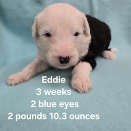 Eddie - Gray and white male Old English Sheepdog puppy in Sutherlin, Oregon from Sapphire Eyes Sheepdogs