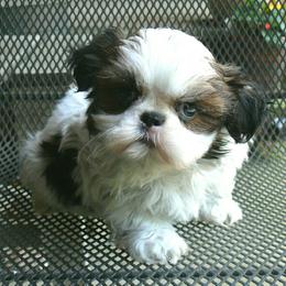 Boy 1 - male Shih Tzu puppy in Wild Rose, Wisconsin from Sorenson's Shih-tzus