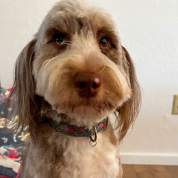 Molly - Aussiedoodle