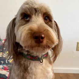 Molly - Aussiedoodle