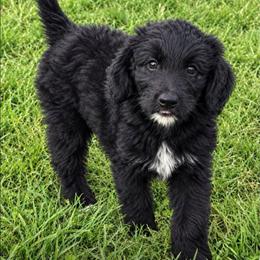 Aruba - Black female Bordoodle puppy in Fredericktown, Ohio from Brisby Bordoodles