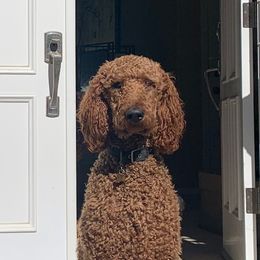Max - Poodle