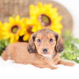 MJ - Red female Dachshund puppy in Neosho, Missouri from Tinker Toy Doxies