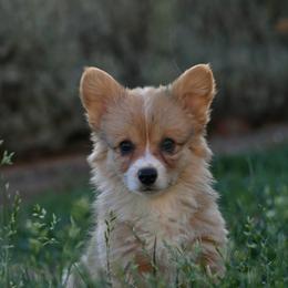 Ruby - Sable and white female American Corgi puppy in Mariposa, California from Gem Coast Corgis