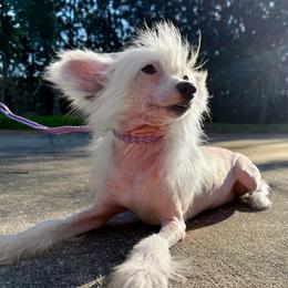 Mystique - White female Chinese Crested puppy in Lutz, Florida from Halcyon Chinese Cresteds