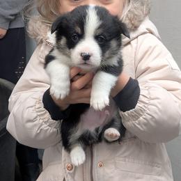 Boy 3 - Black and tan male Pembroke Welsh Corgi puppy in Edinburgh, Indiana from J Bar M Corgis