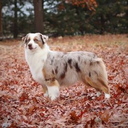 Nina - Miniature Australian Shepherd