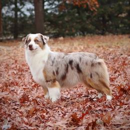 Nina - Miniature Australian Shepherd