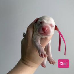 Chai - LUA long coat - White and black female Dalmatian puppy in Davenport, Florida from Sunny Jewels Dalmatians