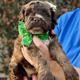 Grace Hope - Sable female Cockapoo puppy in Mocksville, North Carolina from Little Bear Doodles
