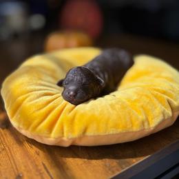 Sally - Chocolate female Goldendoodle puppy in Miami, Florida from Milk Drunk Doodles And Poodles