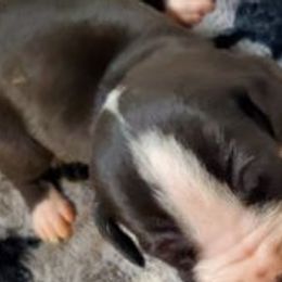 Great Danes from Terrie Rhoden Kirkland