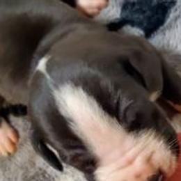 Great Danes from Terrie Rhoden Kirkland