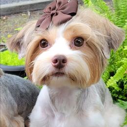 Dutchess - Yorkshire Terrier