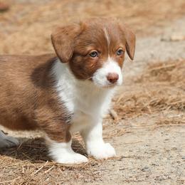American Corgi, Cardigan Welsh Corgi, and Pembroke Welsh Corgi Puppies from Diamond Corgis