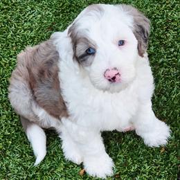 Lotus - Blue merle and white male Sheepadoodle puppy in Roseburg, Oregon from Lookingglass Doodles