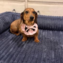 Rosie - Dachshund