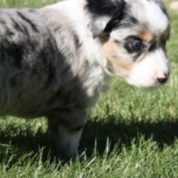 Miniature American Shepherds from Skyview