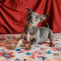 Ophelia - Blue and white female Teddy Roosevelt Terrier puppy in Claremore, Oklahoma from Travelin' Man Terriers