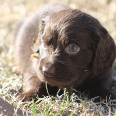 Boykin Spaniel Puppies from Palmetto Boykin Spaniels